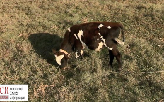 Вспышка Сибирской язвы: в Саратском районе массово вакцинируют рогатый скот и обследуют население (фото) «фото»