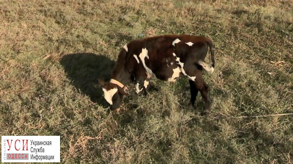 Вспышка Сибирской язвы: в Саратском районе массово вакцинируют рогатый скот и обследуют население (фото) «фото»