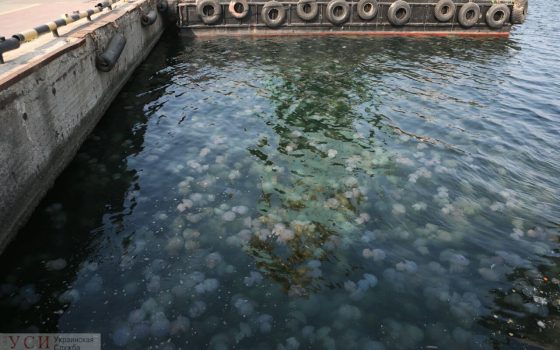 Нашествие медуз в Одессе (фоторепортаж) «фото»