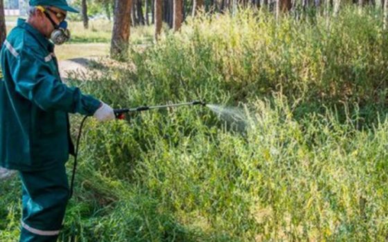 В Одессе начали истреблять амброзию с помощью магниевой соли (фото) «фото»