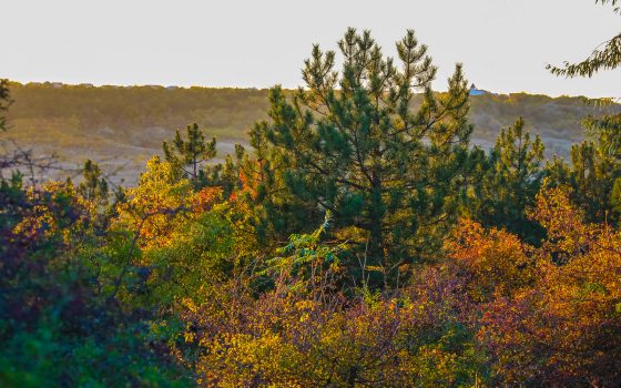 От яркости красок перехватывает дыхание: осенние пейзажи в Алтестово (фоторепортаж) «фото»