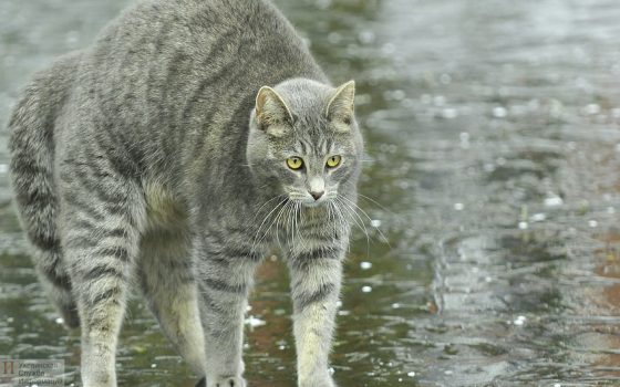 Сегодня в Одессе обещают дождь «фото»