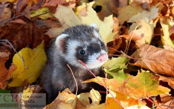 Пятница обещает быть теплой, но пасмурной и без осадков «фото»