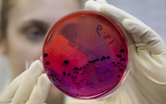 В Саратском районе второй случай заболевания сибирской язвой «фото»