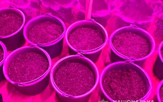 У жителя Болграда нашли 40 килограмм наркотиков (фото) «фото»