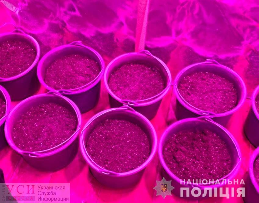 У жителя Болграда нашли 40 килограмм наркотиков (фото) «фото»