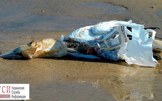 Спастись от мусора: как природа страдает от кульков и пластиковых бутылок, и как с ними борются одесситы? «фото»