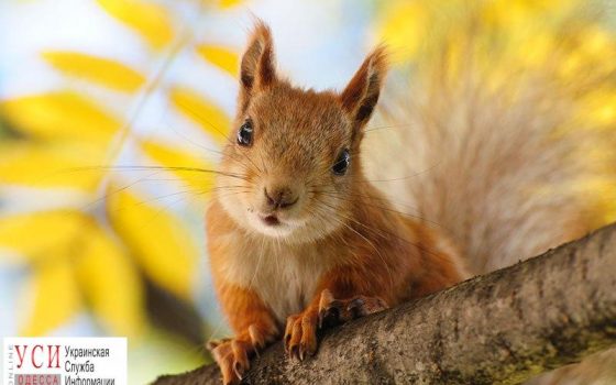 В Одессе сохраняется теплая погода «фото»