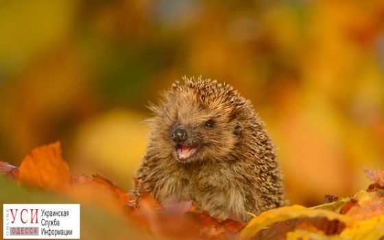 В Одессе днем обещают теплую погоду, а к ночи резкое похолодание «фото»