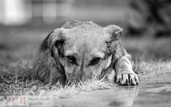 В Черноморском порту на терминале массово убивают собак (фото, видео) «фото»