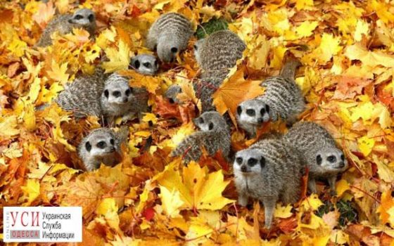 В Одессе холодает: осадков не будет, но к вечеру ожидается снижение температуры «фото»