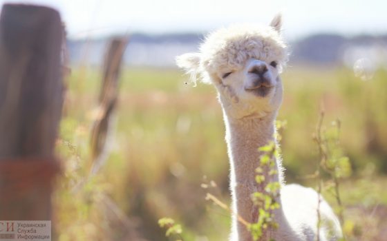 Последние теплые дни осени: в Одессе подходит к концу бабье лето «фото»