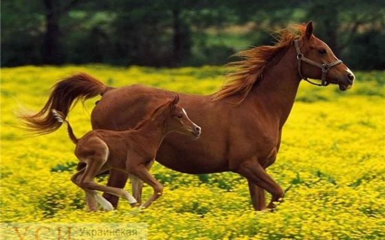 На поселке Котовского школьница вместо уроков катала людей на лошадях «фото»