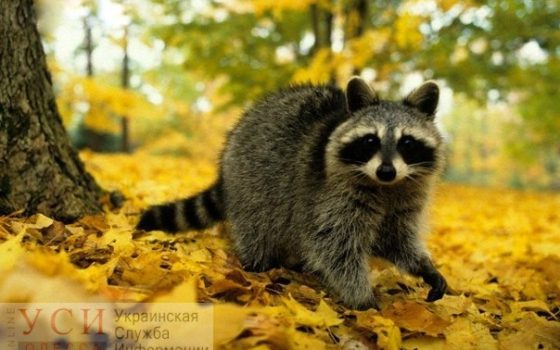 Одессу не покидает теплая погода без осадков «фото»