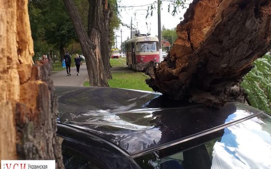 Шквальный ветер: на Фонтане остановилось движение трамваев из-за упавшей на автомобиль крупной ветки «фото»