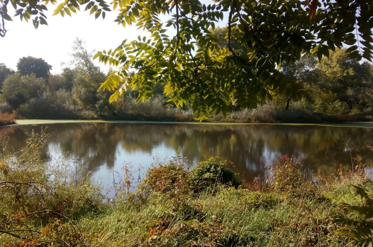 Заброшенные пруды парка Савицкого затянуло ряской (фото) «фото»