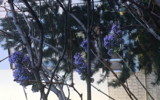 Зима приближается, а в Одесской области тем временем расцвели сирень и каштаны (фото) «фото»