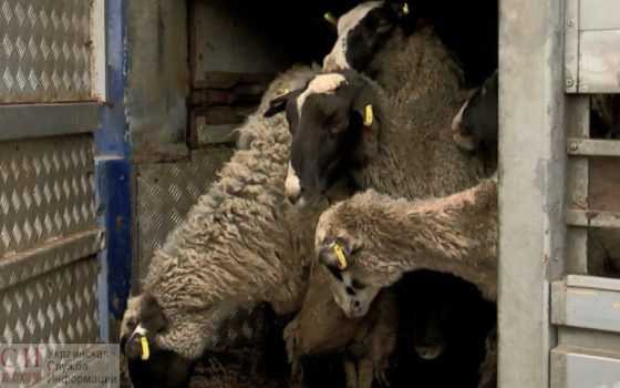 Умирающих в Черноморском порту овец привезли из Чернигова, как их освободить из контейнера – пока не ясно «фото»
