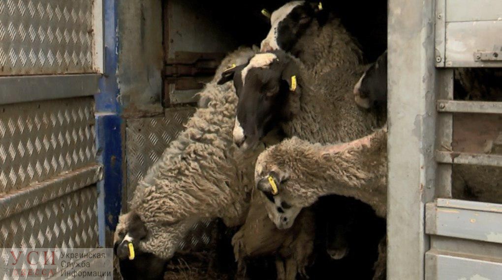 Умирающих в Черноморском порту овец привезли из Чернигова, как их освободить из контейнера – пока не ясно «фото»