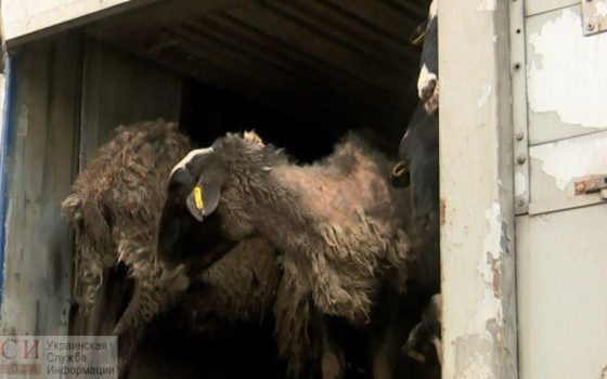 Зоозащитники “качали” Госпотребслужбу в Киеве, требуя наказать хозяйку овец «фото»