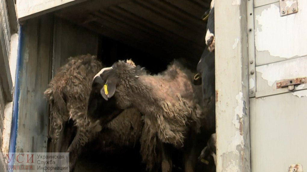 Зоозащитники “качали” Госпотребслужбу в Киеве, требуя наказать хозяйку овец «фото»