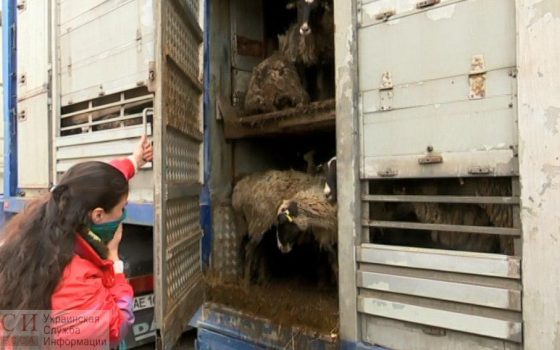 Зоозащитники: хозяйка овец в Черноморском порту сама не кормила животных «фото»