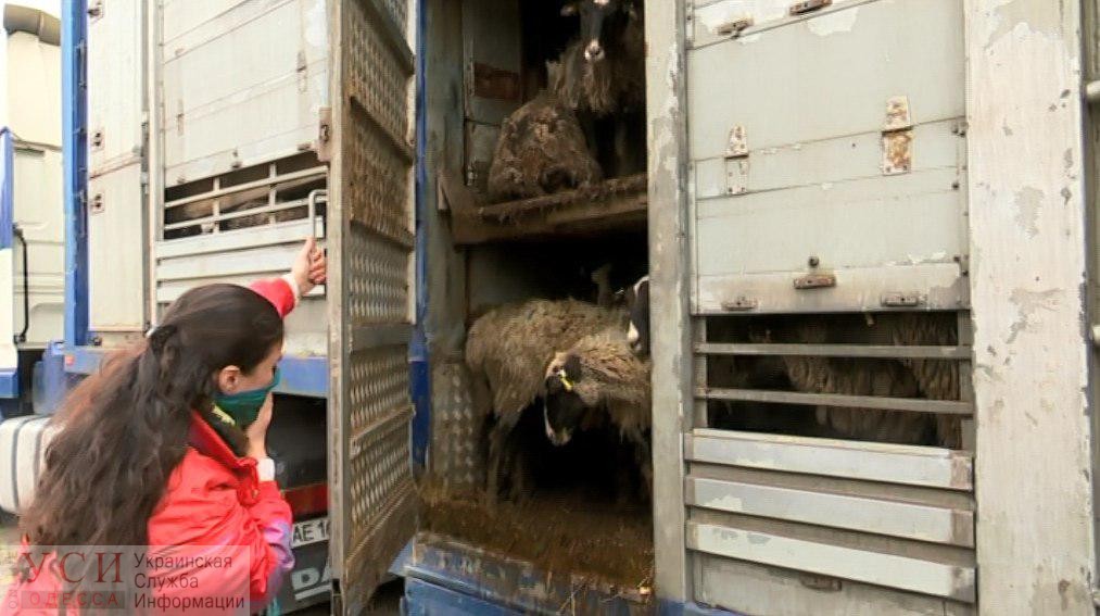 Зоозащитники: хозяйка овец в Черноморском порту сама не кормила животных «фото»
