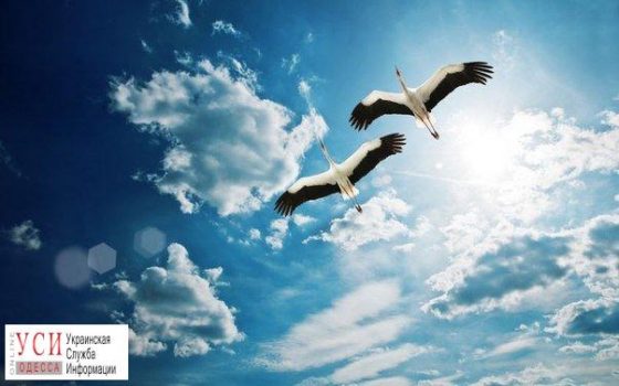 Через Одесский регион пролетают редкие журавли: ученые просят сообщать о замеченных стаях «фото»