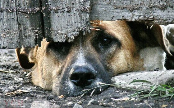 Скандал с Немецким приютом: зоозащитники назвали его “одесской усыпалкой” «фото»