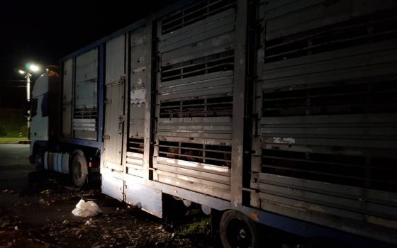 В Черноморском порту собираются вывозить мертвых животных: овцы были беременны, но из-за голода скинули плод (видео) «фото»