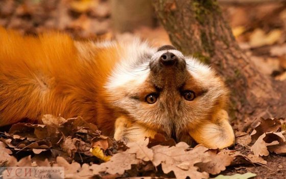 Погода в Одессе: ночью будет чуть выше ноля, а в среду пойдет дождь «фото»