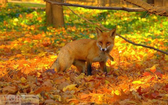 В конце недели в Одессе обещают небольшое похолодание «фото»