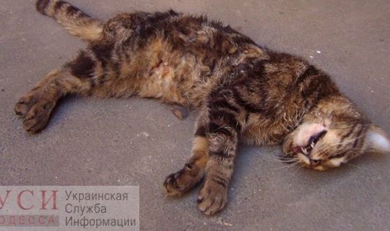 Дело одесского живодера, который зверски убивал котов, дошло до суда «фото»