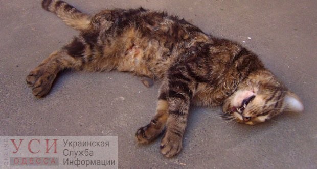 Дело одесского живодера, который зверски убивал котов, дошло до суда «фото»