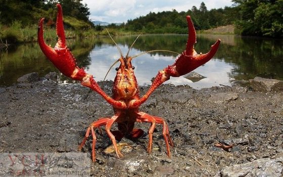 Одесский рыбоохранный патруль вводит запрет на ловлю раков на Дунае «фото»