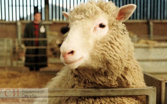 Ветеринары нашли у части спасенных овец опасное заболевание: их придется утилизировать «фото»