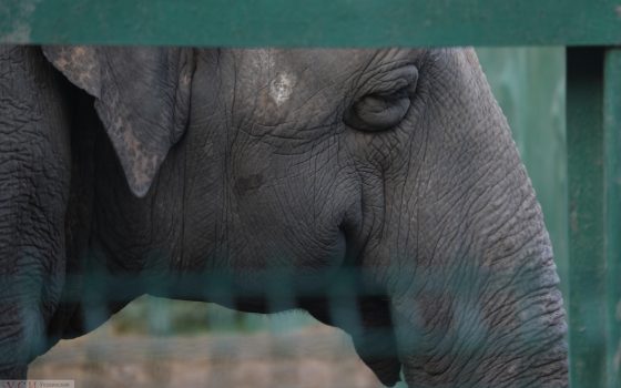 Животные Одесского зоопарка отдыхают от жары и готовятся к зиме (фоторепортаж) «фото»