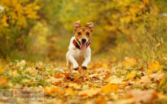 Погода в Одессе днем обещает быть теплой, а ночью сильно похолодает «фото»