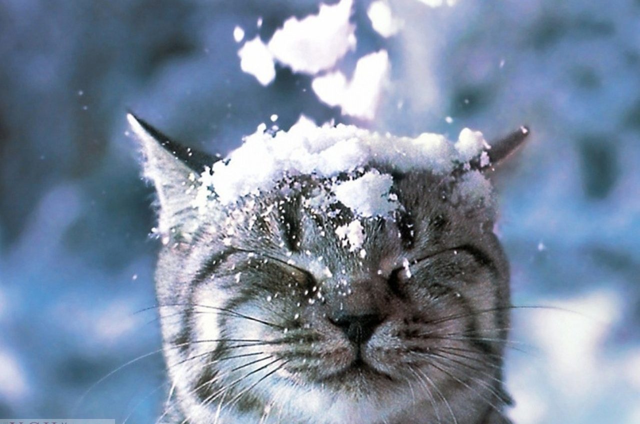 В Одессе целый день будет идти снег «фото»