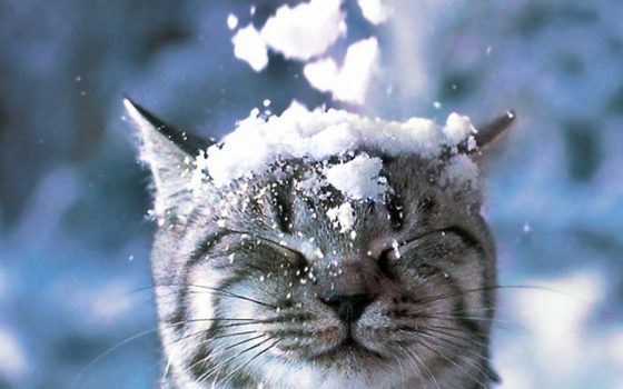 В Одессе целый день будет идти снег «фото»