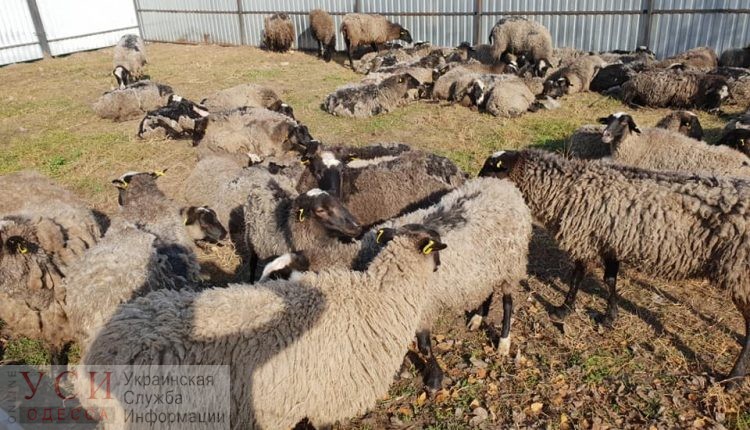 В Украине изменили правила перевозки животных после резонансного случая с овцами в Черноморском порту «фото»