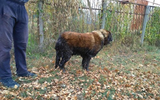 В Шабо спасатели достали собаку из цистерны с горючим (фото) «фото»