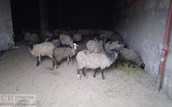 Счастливый финал: появились фото жилья для спасённых овец из Черноморска (фото) «фото»