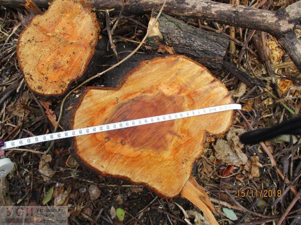 Техникум на Шишкина незаконно срубил почти 40 деревьев (фото) «фото»