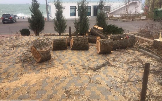 На Ланжероне спилили 51 дерево: виноватых не нашли (фото) «фото»