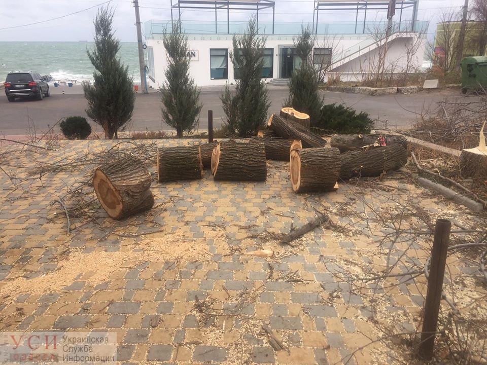 На Ланжероне спилили 51 дерево: виноватых не нашли (фото) «фото»