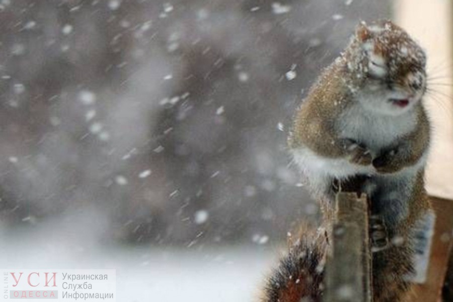 В Одессе обещают ураган с сильным дождем и снегом «фото»