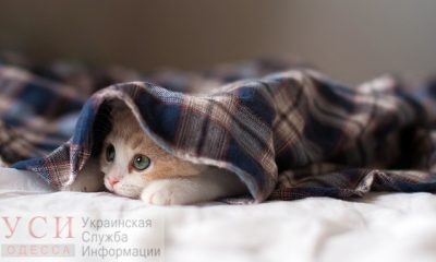 В ближайшие два дня в Одессе похолодает до -5 «фото»