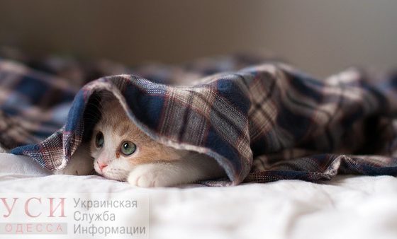 В ближайшие два дня в Одессе похолодает до -5 «фото»