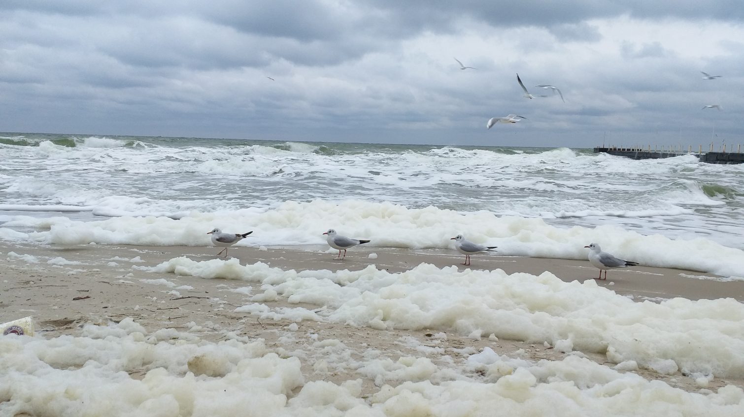 Одесские пляжи украсило редкое природное явление “прибрежный капуччино” (фото, видео) «фото»